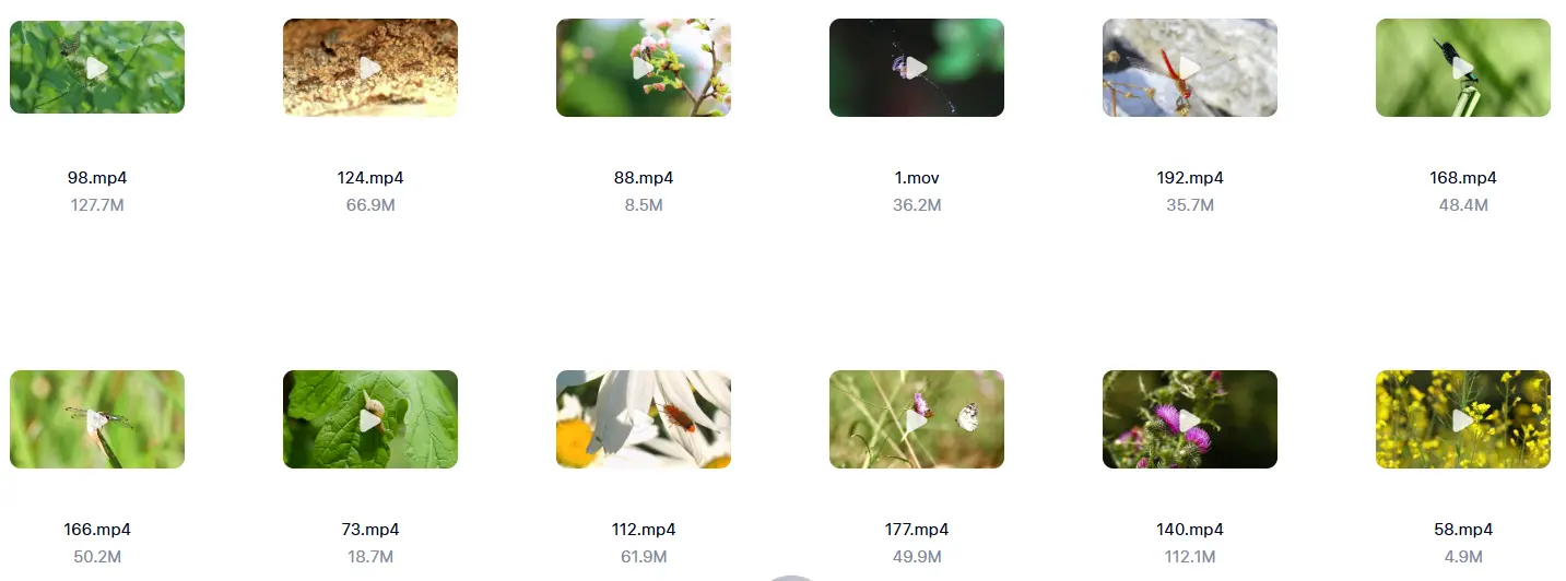 精选213款春天昆虫微距特写自然视频素材 第4张