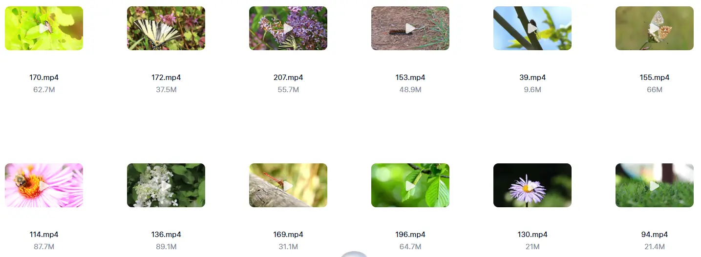 精选213款春天昆虫微距特写自然视频素材 第3张