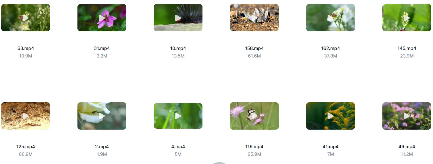 精选213款春天昆虫微距特写自然视频素材 第2张