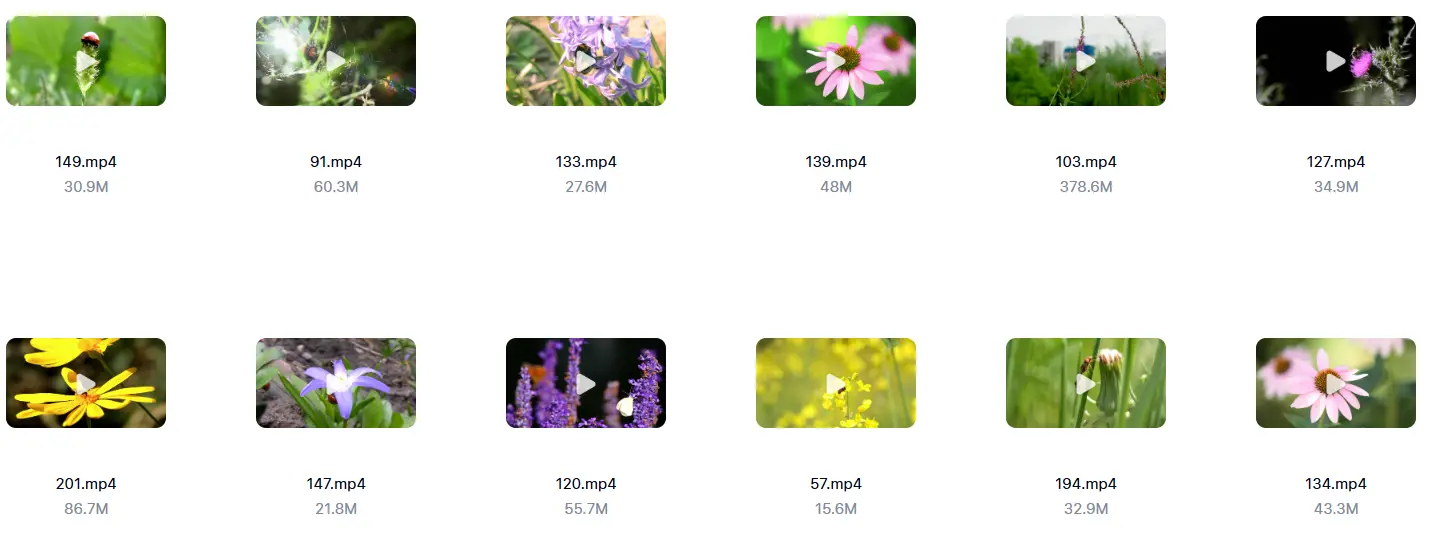 精选213款春天昆虫微距特写自然视频素材 第7张