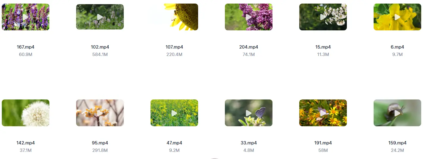 精选213款春天昆虫微距特写自然视频素材 第6张
