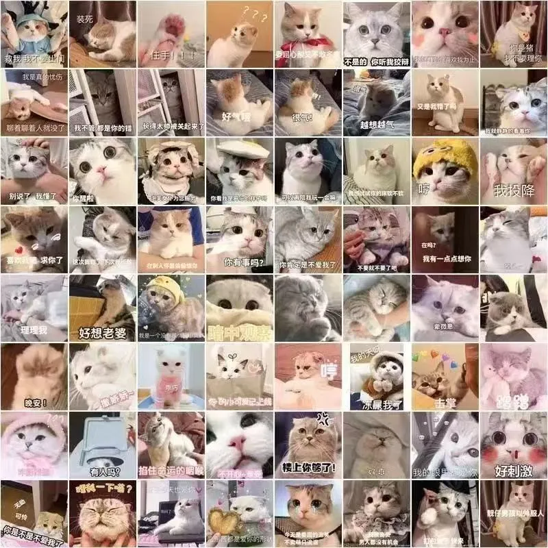 可爱搞笑表情包,猫咪动态表情图片素材分享