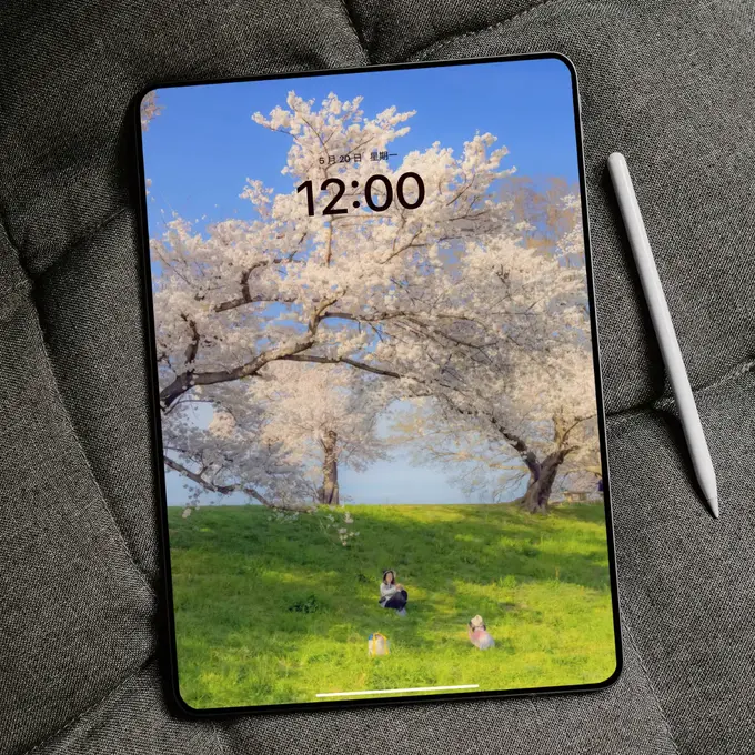 春日樱花树下盛景4K高清(电脑手机平板ipad壁纸) 第3张