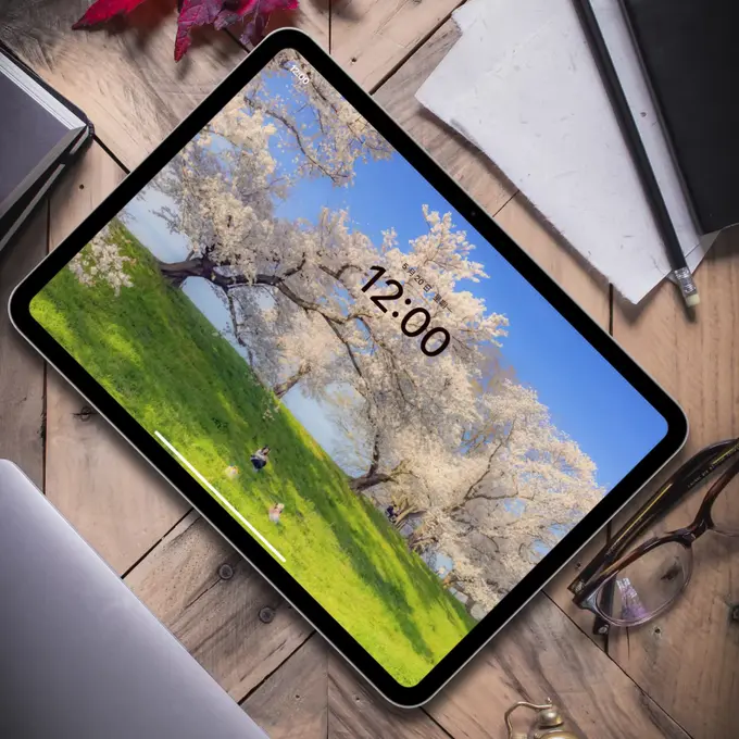 春日樱花树下盛景4K高清(电脑手机平板ipad壁纸) 第5张