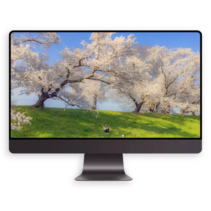 春日樱花树下盛景4K高清(电脑手机平板ipad壁纸) 第4张