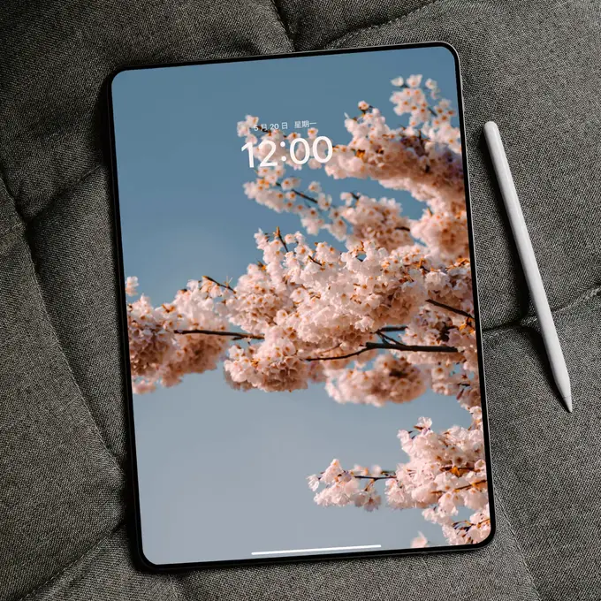 故乡的樱花4K景深立体壁纸(电脑手机平板ipad壁纸) 第5张