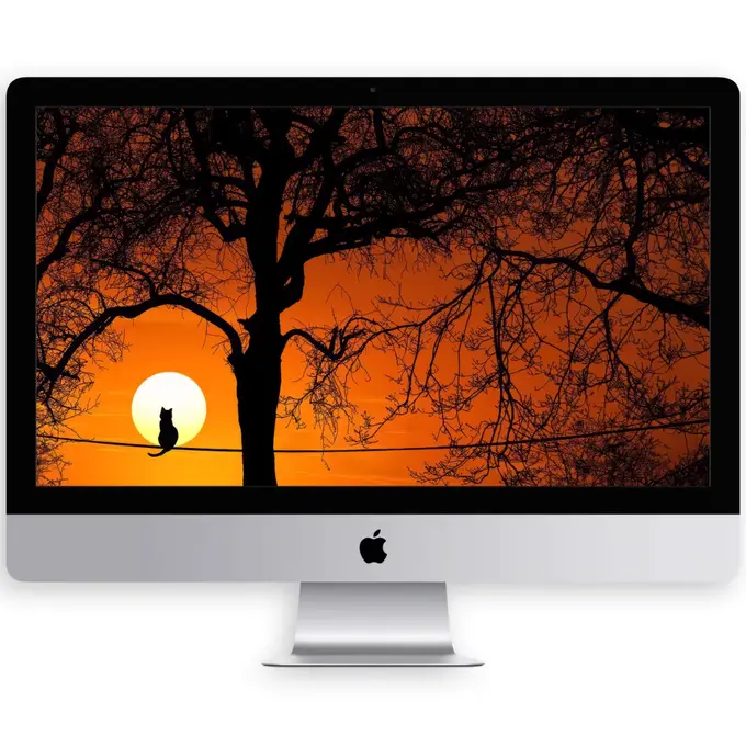 夕阳黄昏枝头猫咪电脑手机平板ipad4K高清壁纸 第4张