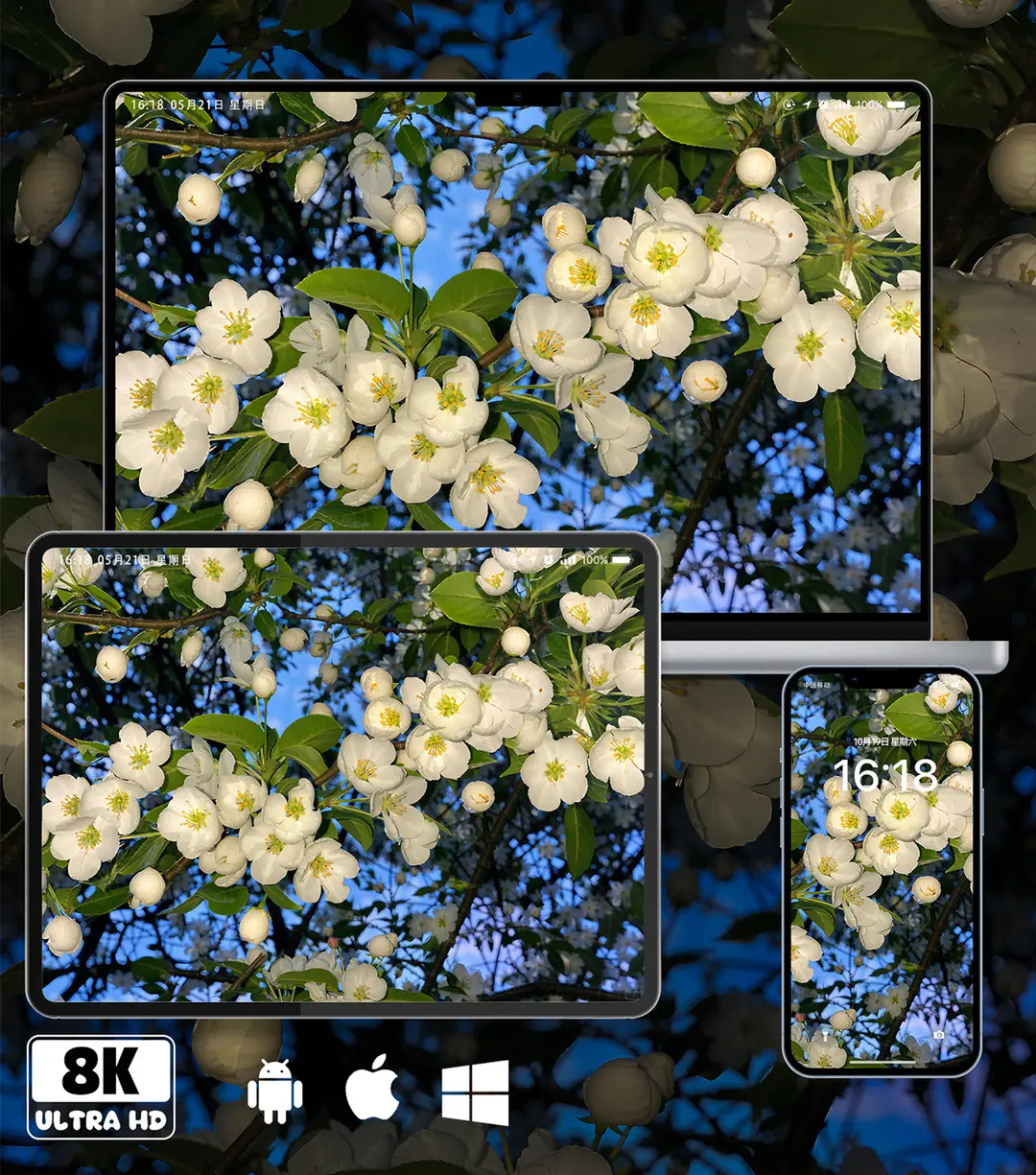 白海棠花特写治愈系8K超清壁纸（共7张图片)