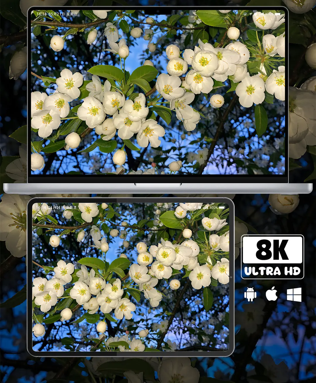 白海棠花特写治愈系8K超清壁纸（共7张图片) 第3张