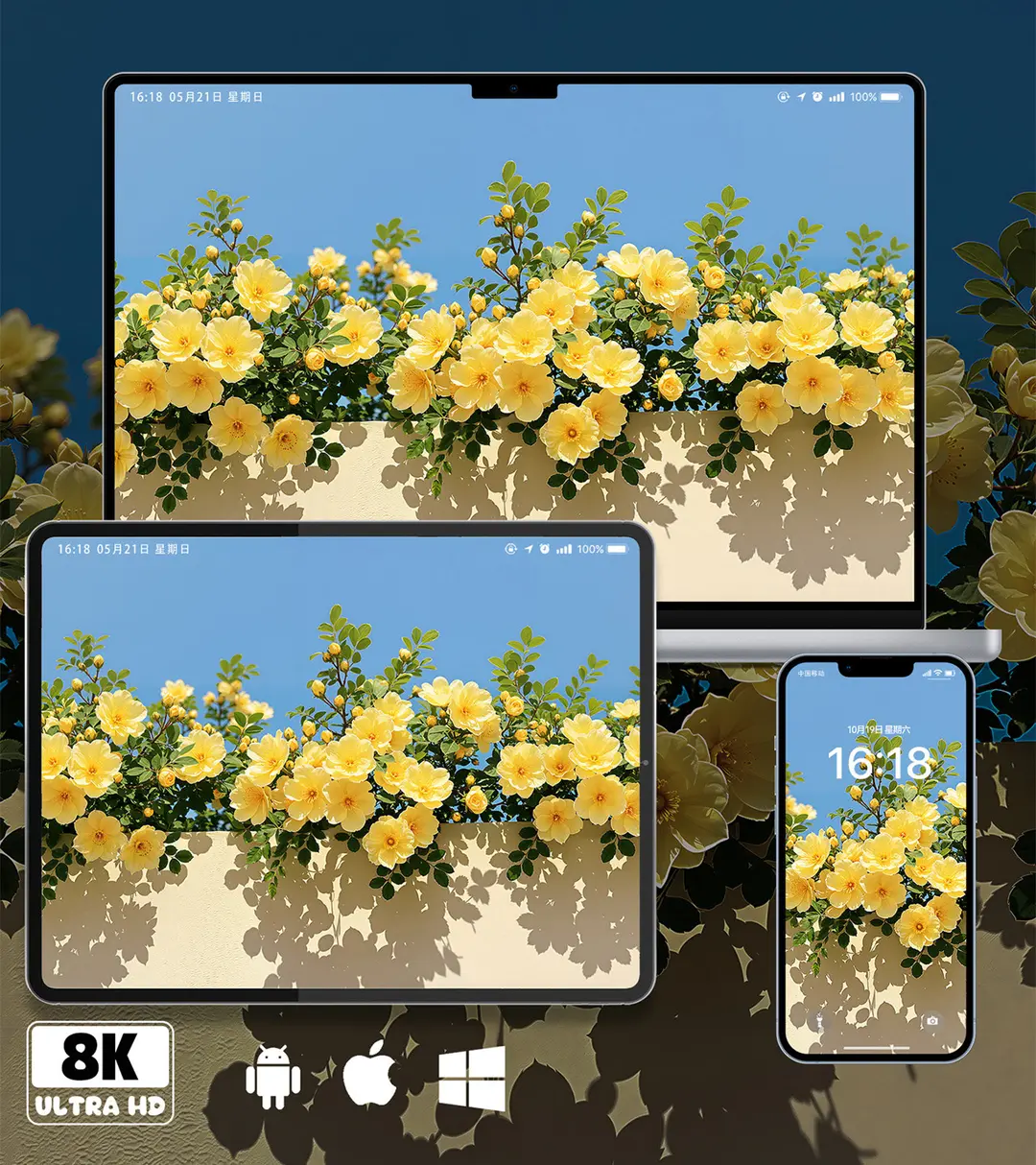 黄色蔷薇花墙治愈系8K超清壁纸（共7张图片)